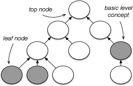 Figure 1 for Is it a Fruit, an Apple or a Granny Smith? Predicting the Basic Level in a Concept Hierarchy