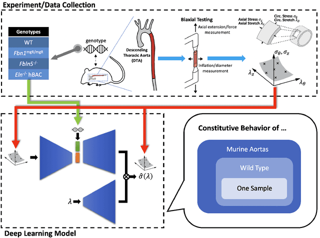 Figure 1 for G2Φnet: Relating Genotype and Biomechanical Phenotype of Tissues with Deep Learning