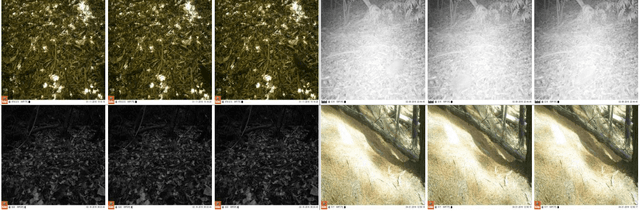 Figure 1 for Sequence Information Channel Concatenation for Improving Camera Trap Image Burst Classification