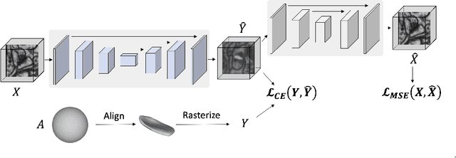 Figure 1 for Weakly Supervised Volumetric Image Segmentation with Deformed Templates