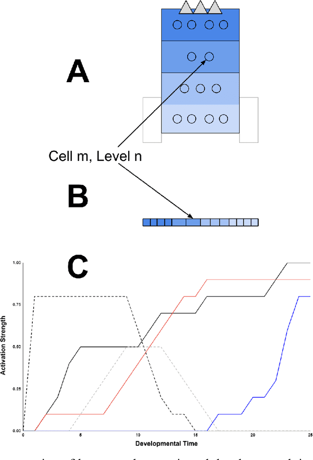 Figure 2 for Embodied Continual Learning Across Developmental Time Via Developmental Braitenberg Vehicles