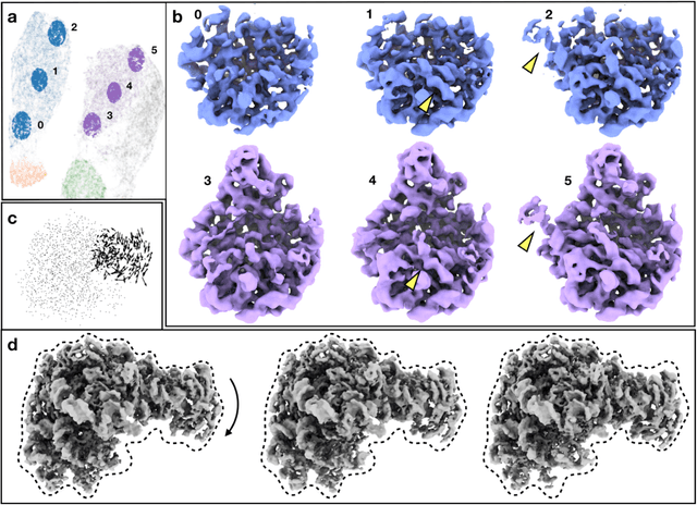 Figure 3 for Deep learning based mixed-dimensional GMM for characterizing variability in CryoEM