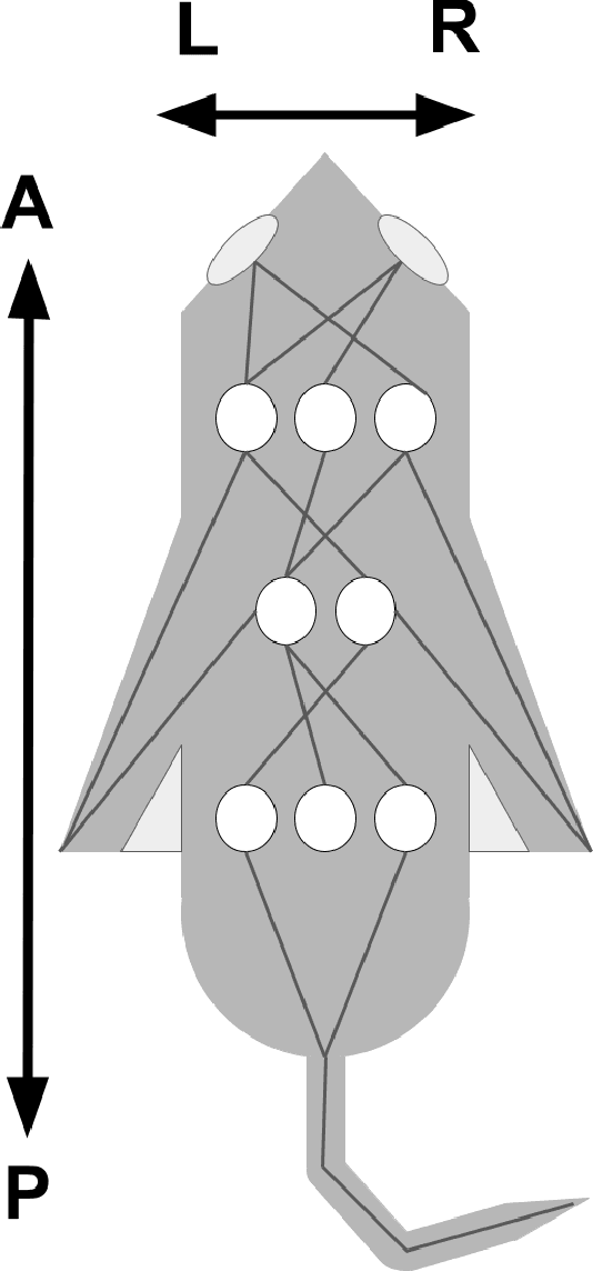 Figure 3 for Connectionism, Complexity, and Living Systems: a comparison of Artificial and Biological Neural Networks