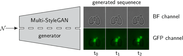 Figure 1 for Multi-StyleGAN: Towards Image-Based Simulation of Time-Lapse Live-Cell Microscopy