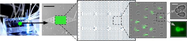 Figure 3 for Multi-StyleGAN: Towards Image-Based Simulation of Time-Lapse Live-Cell Microscopy