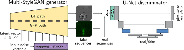 Figure 4 for Multi-StyleGAN: Towards Image-Based Simulation of Time-Lapse Live-Cell Microscopy