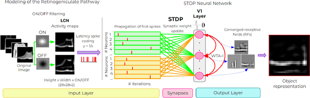 Figure 1 for Efficient visual object representation using a biologically plausible spike-latency code and winner-take-all inhibition