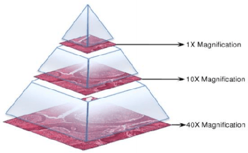 Figure 1 for Selecting Regions of Interest in Large Multi-Scale Images for Cancer Pathology