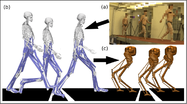 Figure 1 for From Human Walking to Bipedal Robot Locomotion: Reflex Inspired Compensation on Planned and Unplanned Downsteps