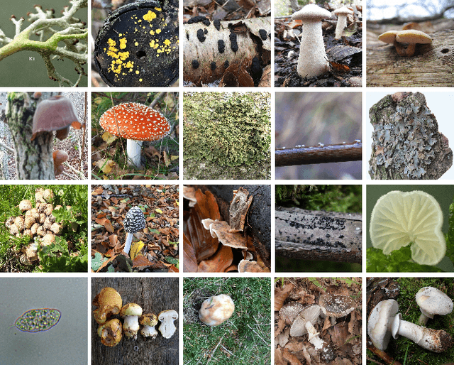 Figure 1 for Danish Fungi 2020 -- Not Just Another Image Recognition Dataset