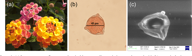 Figure 1 for Quantification of Pollen Viability in Lantana camara By Digital Holographic Microscopy