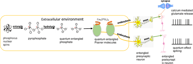 Figure 1 for Quantum Superposition Spiking Neural Network