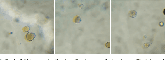 Figure 1 for Honey Authentication with Machine Learning Augmented Bright-Field Microscopy