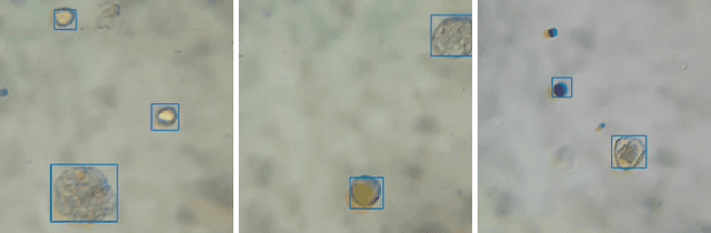 Figure 3 for Honey Authentication with Machine Learning Augmented Bright-Field Microscopy