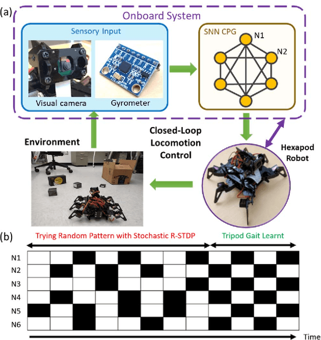 Figure 1 for Learning to Walk: Spike Based Reinforcement Learning for Hexapod Robot Central Pattern Generation