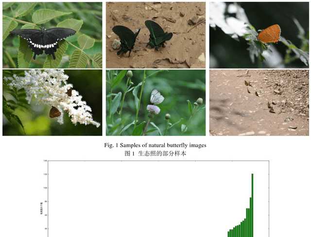 Figure 1 for The Automatic Identification of Butterfly Species