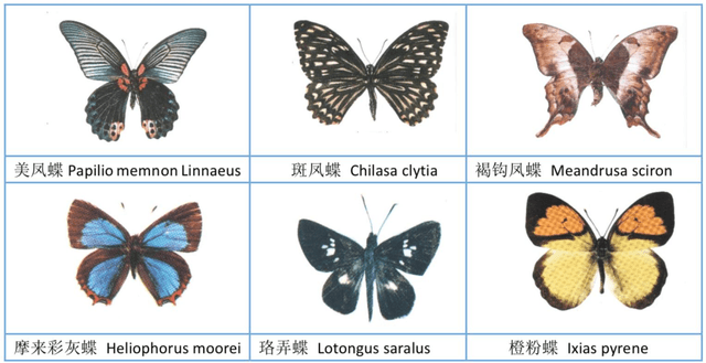 Figure 2 for The Automatic Identification of Butterfly Species