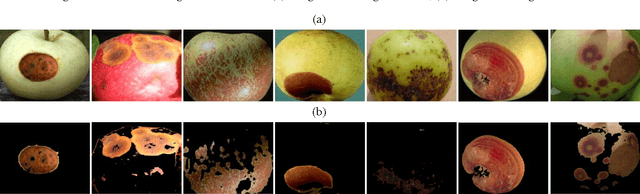 Figure 3 for Fusing Color and Texture Cues to Categorize the Fruit Diseases from Images