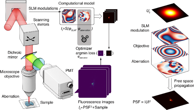 Figure 1 for Differentiable model-based adaptive optics for two-photon microscopy