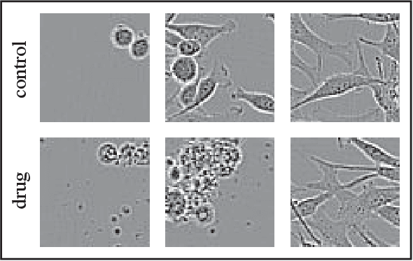 Figure 1 for Comparing representations of biological data learned with different AI paradigms, augmenting and cropping strategies