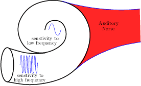 Figure 1 for An auditory cortex model for sound processing