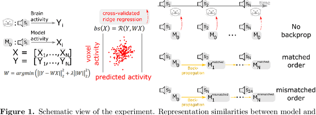 Figure 1 for Don't stop the training: continuously-updating self-supervised algorithms best account for auditory responses in the cortex