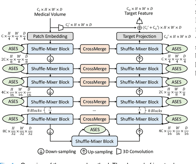 Figure 1 for 3D Shuffle-Mixer: An Efficient Context-Aware Vision Learner of Transformer-MLP Paradigm for Dense Prediction in Medical Volume