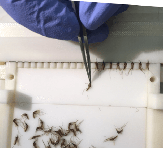 Figure 4 for A Mosquito Pick-and-Place System for PfSPZ-based Malaria Vaccine Production