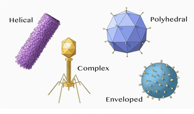 Figure 1 for Deep learning and hand-crafted features for virus image classification