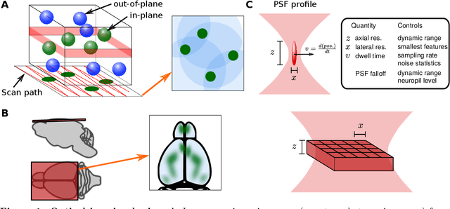 Figure 1 for Data Processing of Functional Optical Microscopy for Neuroscience