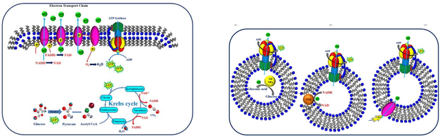 Figure 3 for Origin of life from a maker's perspective -- focus on protocellular compartments in bottom-up synthetic biology