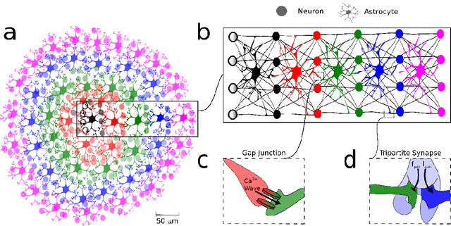 Figure 2 for The Causal Role of Astrocytes in Slow-Wave Rhythmogenesis: A Computational Modelling Study