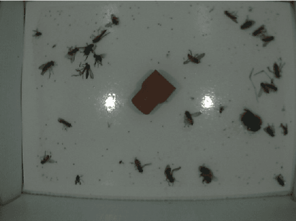 Figure 1 for Automatic Moth Detection from Trap Images for Pest Management