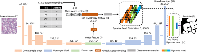 Figure 3 for Omni-Seg: A Single Dynamic Network for Multi-label Renal Pathology Image Segmentation using Partially Labeled Data