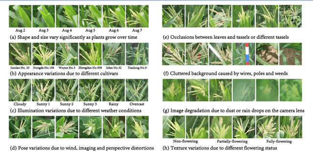 Figure 1 for TasselNet: Counting maize tassels in the wild via local counts regression network