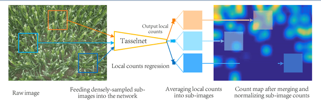 Figure 3 for TasselNet: Counting maize tassels in the wild via local counts regression network