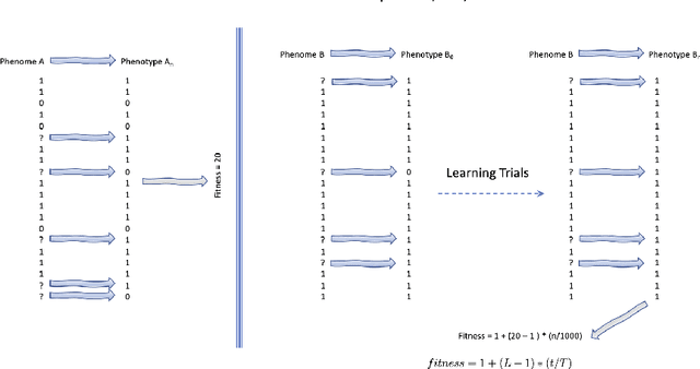 Figure 1 for An exploration of asocial and social learning in the evolution of variable-length structures