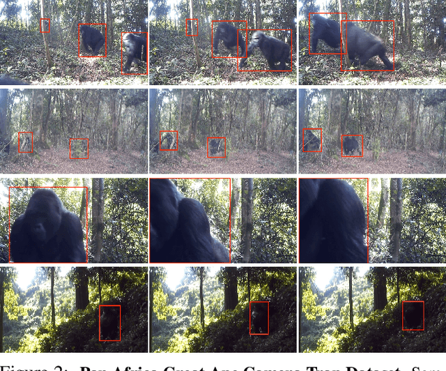 Figure 3 for Great Ape Detection in Challenging Jungle Camera Trap Footage via Attention-Based Spatial and Temporal Feature Blending