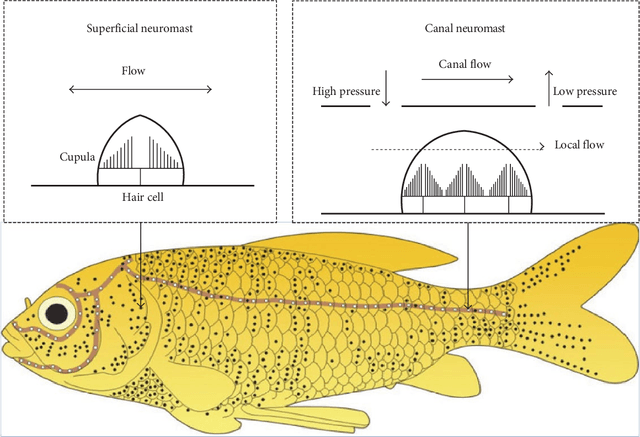 Figure 3 for Fish lateral line inspired perception and flow-aided control: A review