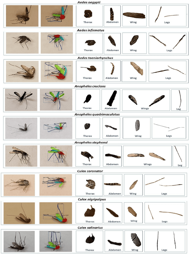 Figure 4 for A Framework based on Deep Neural Networks to Extract Anatomy of Mosquitoes from Images