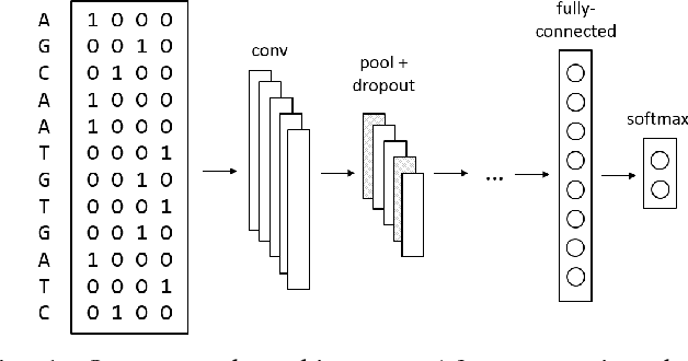 Figure 1 for Interpretable Convolutional Neural Networks for Effective Translation Initiation Site Prediction