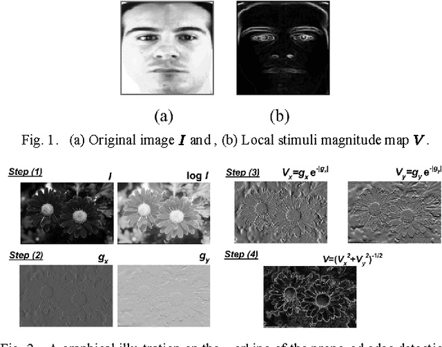 Figure 1 for Spatial Stimuli Gradient Sketch Model