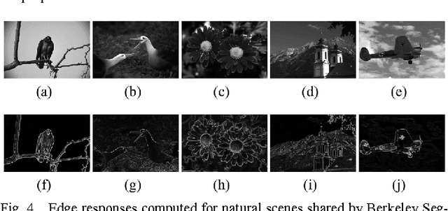 Figure 3 for Spatial Stimuli Gradient Sketch Model