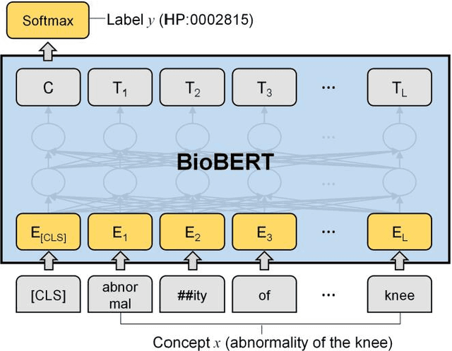 Figure 3 for PhenoTagger: A Hybrid Method for Phenotype Concept Recognition using Human Phenotype Ontology