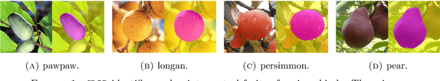 Figure 1 for Central object segmentation by deep learning for fruits and other roundish objects