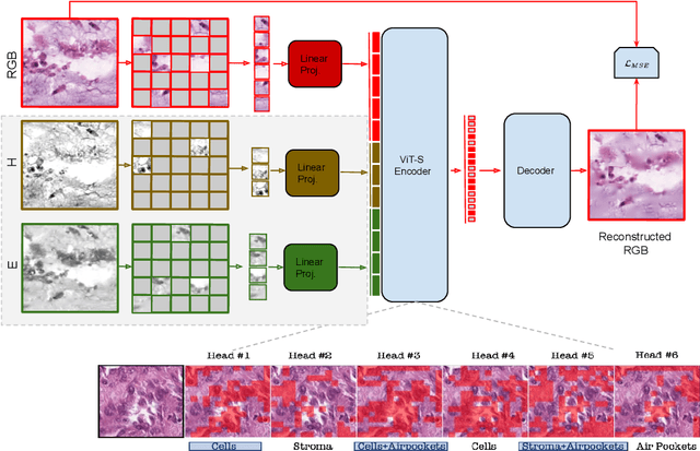 Figure 2 for Multi-modal Masked Autoencoders Learn Compositional Histopathological Representations