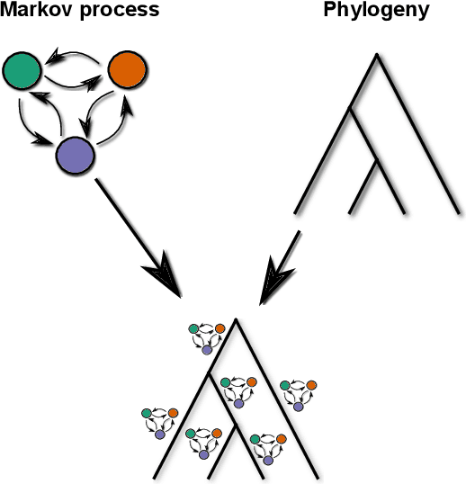 Figure 1 for Phylogenetic typology