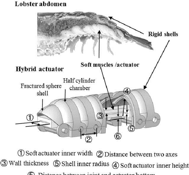 Figure 1 for A Lobster-inspired Hybrid Actuator With Rigid and Soft Components