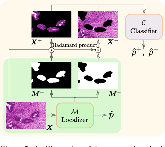 Figure 3 for Deep Interpretable Classification and Weakly-Supervised Segmentation of Histology Images via Max-Min Uncertainty