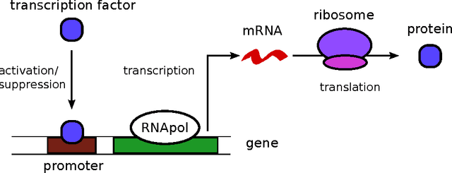 Figure 1 for Approximation and inference methods for stochastic biochemical kinetics - a tutorial review